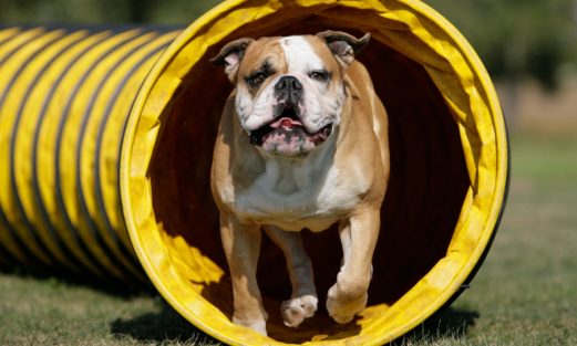 Dog Agility Tunnel Marketing